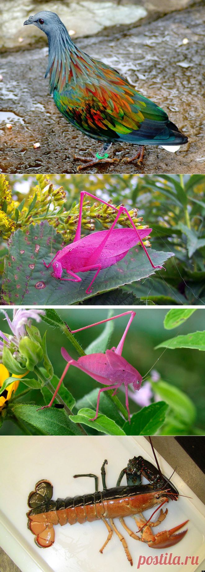 Животные необычных цветов