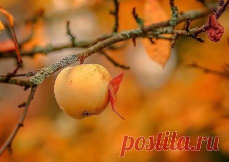(26) Одноклассники