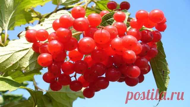 С калиной дружен - врач не нужен!