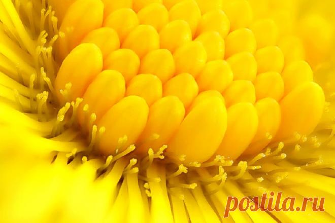 Целебные свойства мать - и - мачехи.