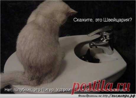 Коты и кошки ツ