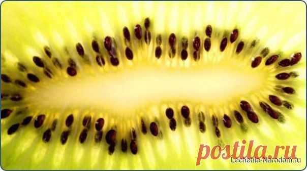 Магний, содержащийся в 100 г киви -  это 50% суточной потребности в этом микроэлементе. Если у человека возникают судороги, нервные тики, спазмические боли и он остро реагирует на изменения погоды, включение в рацион киви ему просто необходимо. Доказано также, что магний замедляет процессы старения / Медицина для всех