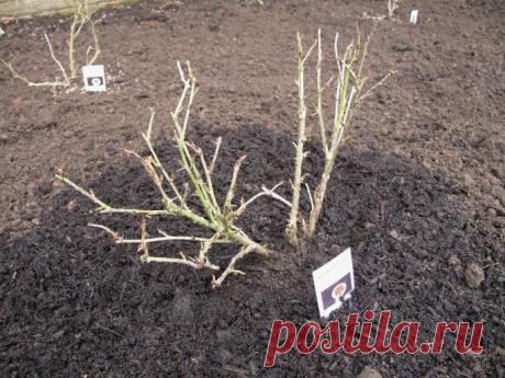 Обработка почвы у ягодных кустарников