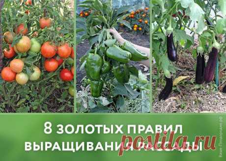 8 золотых правил выращивания рассады! | ЖЕНСКИЙ  МИР