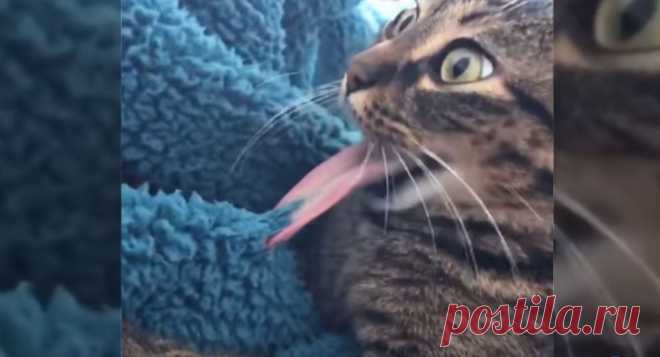 В каких нелепых и смешных ситуациях порой оказываются кошки — видео