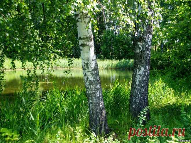 берёзы фото высокого разрешения: 10 тыс изображений найдено в Яндекс.Картинках