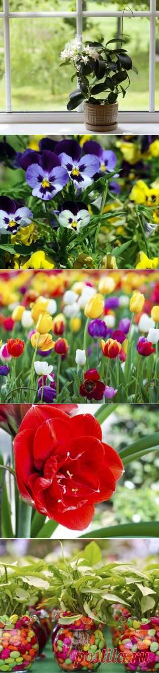 Как правильно ухаживать за комнатным жасмином  Как вырастить тюльпаны в горшках  Советы по уходу за комнатной розой  Правила посадки орхидеи    и др др