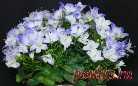 Кампанула из семян | Мир растений