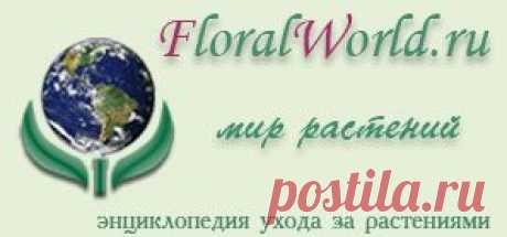 Панданус, Винтовое дерево или Винтовая пальма — Pandanus описание и уход на FloralWorld.ru