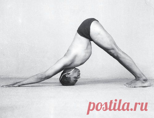 Адхо Мукха Шванасана - Энциклопедия асан - Энциклопедия йоги - YOGA.RU