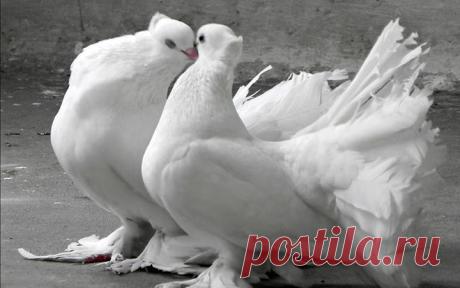 поцелуй