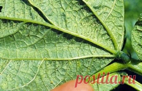 ЭФФЕКТИВНЫЕ МЕТОДЫ БОРЬБЫ С ВРЕДИТЕЛЯМИ ОГУРЦА 
Дадим бой клещу и белокрылке!
Паутинный клещ - это наиболее опасный вредитель для тепличных огурцов. Живет он и питается на нижней стороне листьев, оплетая их поверхность тонкой паутиной. Он также повреждает перец, баклажаны, томаты, петрушку. В местах питания клещей появляются отдельные светлые точки. Чем больше клещей, тем больше точек, в результате весь лист оказывается покрытым пятнами, приобретая "мраморный" вид. Сильно поврежденные листья бу
