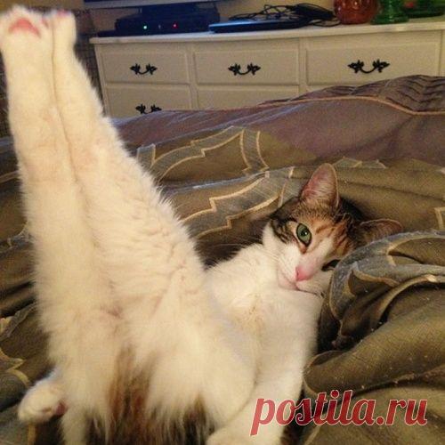 Животные, которые позируют как настоящие фотомодели