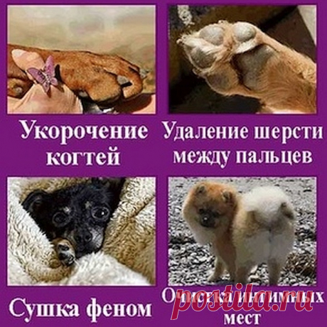ГрумЛюкс в этом спец!