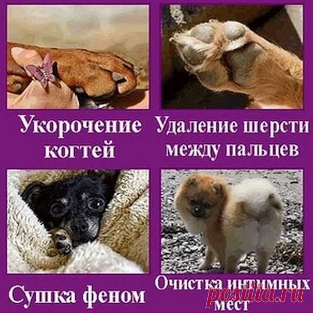 ГрумЛюкс в этом спец!