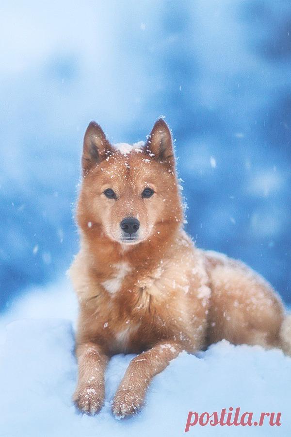 Животные - это шумиха