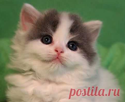 Мой Мир@Mail.Ru