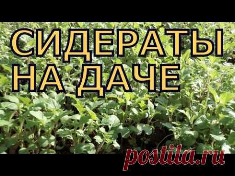 СИДЕРАТЫ на даче: как ПОСЕЯТЬ и СОБРАТЬ СЕМЕНА