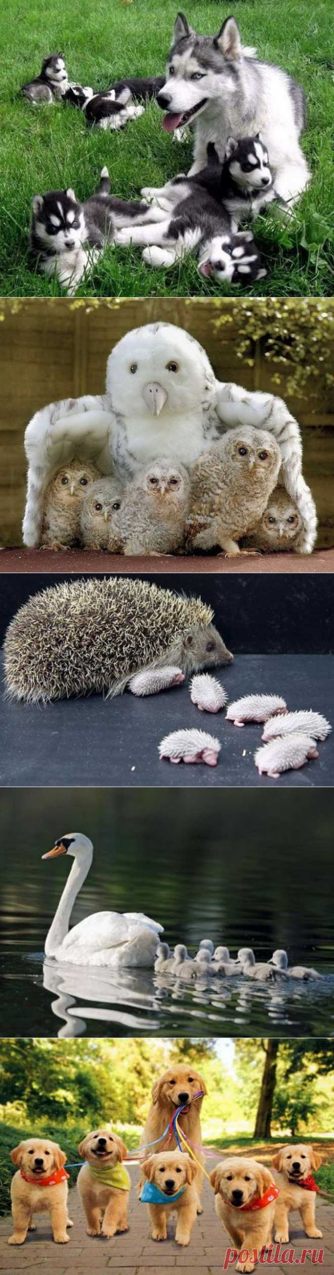 Матери-героини животного мира.