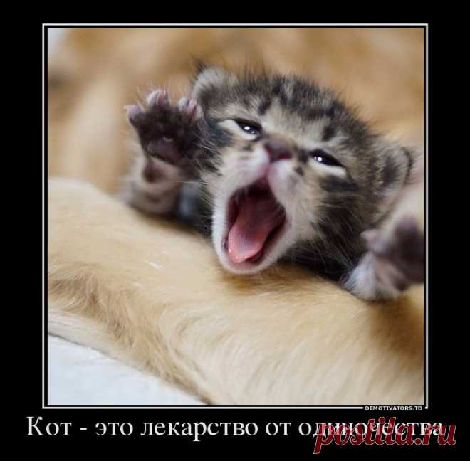 Кот - это лекарство от одиночества!) 
Предлагаем вашему вниманию свежую подборку кошачьих мордашек.
Приятного просмотра!


























(с)