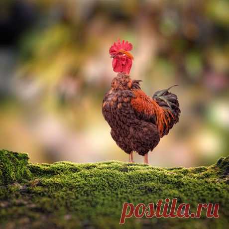 Петя-петушок , выгляни в окошко дам тебе ...