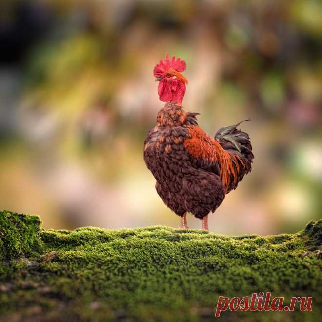 Петя-петушок , выгляни в окошко дам тебе ...