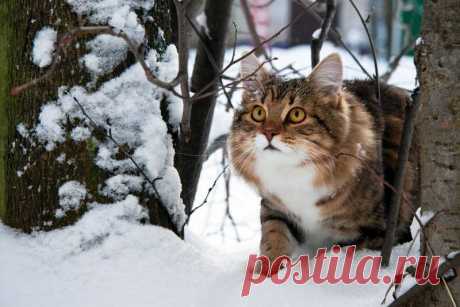 5 сигналов ушей, которые должен знать каждый владелец кошки