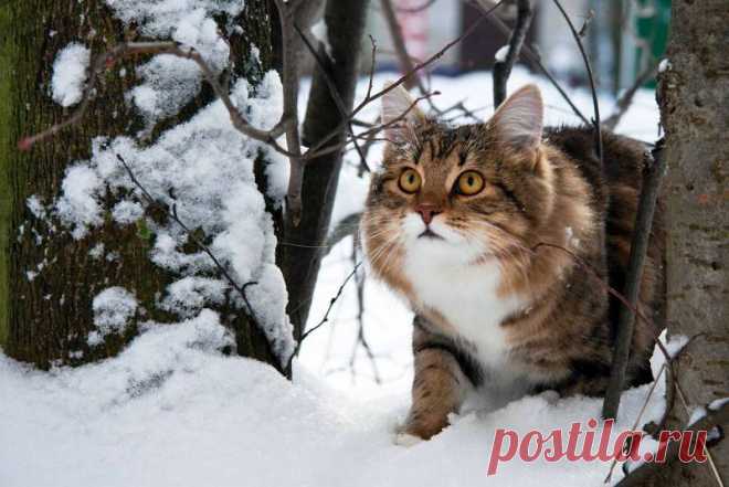 5 сигналов ушей, которые должен знать каждый владелец кошки