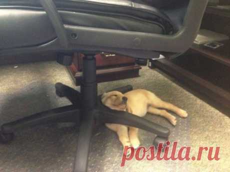 Спят усталые щеночки, в миске спят