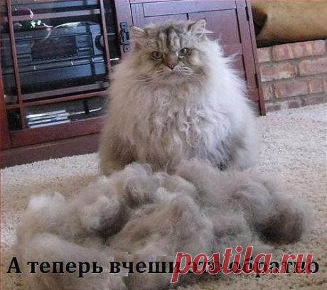 (+1) тема - Для настроения!))) | ПИТОМЦЫ