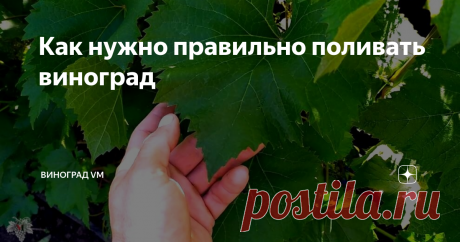 Как нужно правильно поливать виноград Сегодня я дам ответ на ещё один немаловажный и часто задаваемый вопрос:
Как и когда нужно поливать виноград?
Как правило, можно услышать ответ, что виноград нужно поливать в зависимости от необходимости с учётом различных внешних факторов.
В этом выпуске я поделюсь с Вами своим личным опытом в вопросе полива винограда.