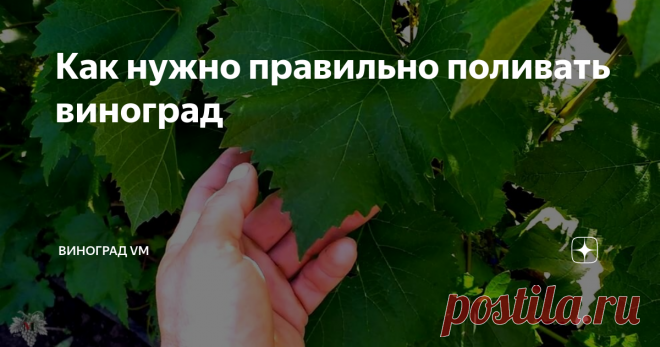 Как нужно правильно поливать виноград Сегодня я дам ответ на ещё один немаловажный и часто задаваемый вопрос:
Как и когда нужно поливать виноград?
Как правило, можно услышать ответ, что виноград нужно поливать в зависимости от необходимости с учётом различных внешних факторов.
В этом выпуске я поделюсь с Вами своим личным опытом в вопросе полива винограда.