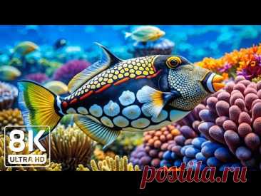 Crystal Ocean 8K - Beautiful Marine Life for Stress Relief