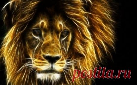 Фото Без названия. Альбом ЦАРЬ ЗВЕРЕЙ - 50 фото. Фотографии ⊰✿⊱ ОЛЬГА ⊰✿⊱.