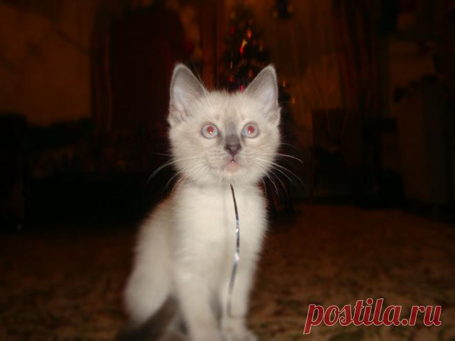 "Котёнок по имени Гав"