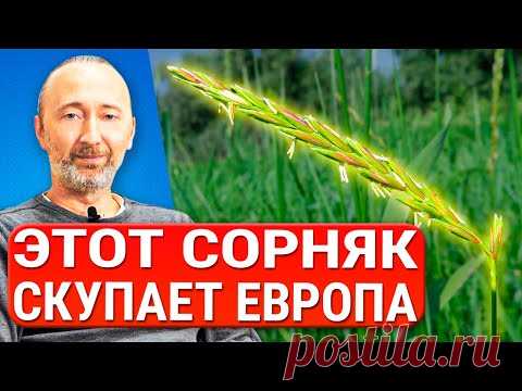 ОН чистит почки, печень и кожу! Укрепляет легкие, кости и волосы! Древние рецепты лечебного отвара.