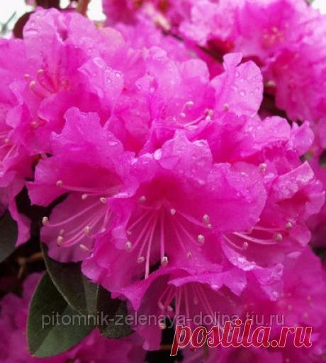 Рододендрон вечнозелёный каролинский П.Ж.М. Элит \ Rhododendron carolinianum PJM Elite: продажа, цена в Нижегородской области. саженцы декоративных деревьев и кустарников от "Зелёная долина" - 282375185