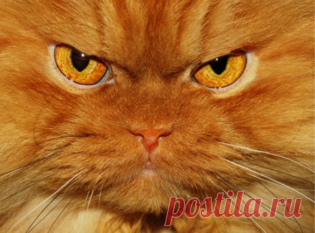 Рыжий перс Garfi