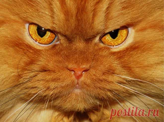 Рыжий перс Garfi