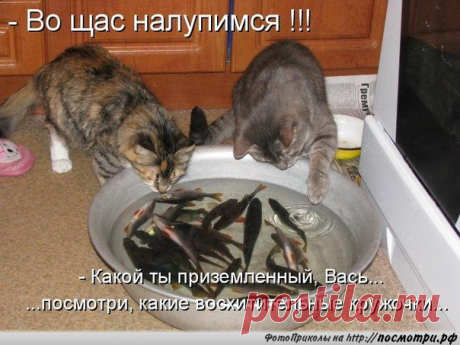 КОТовасия - Коты и кошки