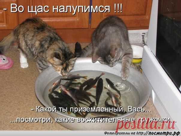 КОТовасия - Коты и кошки