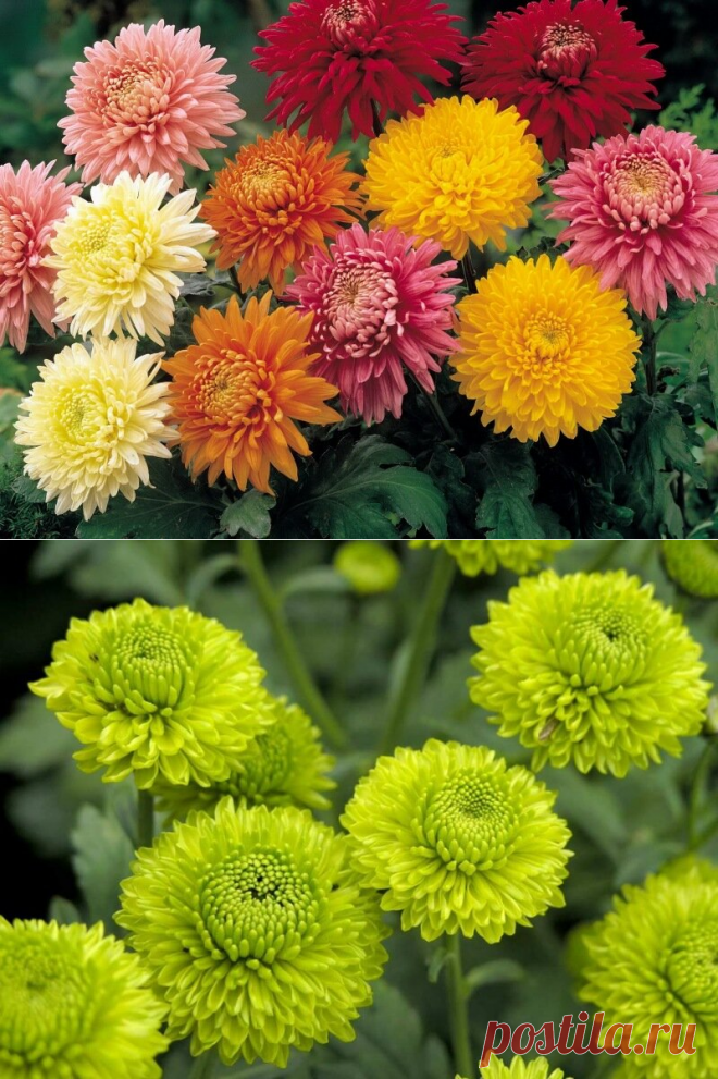 Вселенная хризантем | Калейдоскоп новостей | Яндекс Дзен