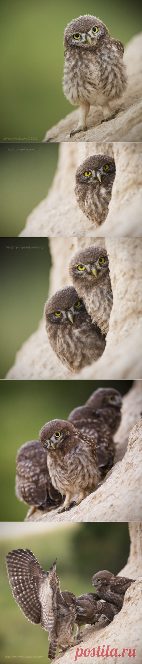 Семейство очаровательных сычиков (фото) — Наука и жизнь