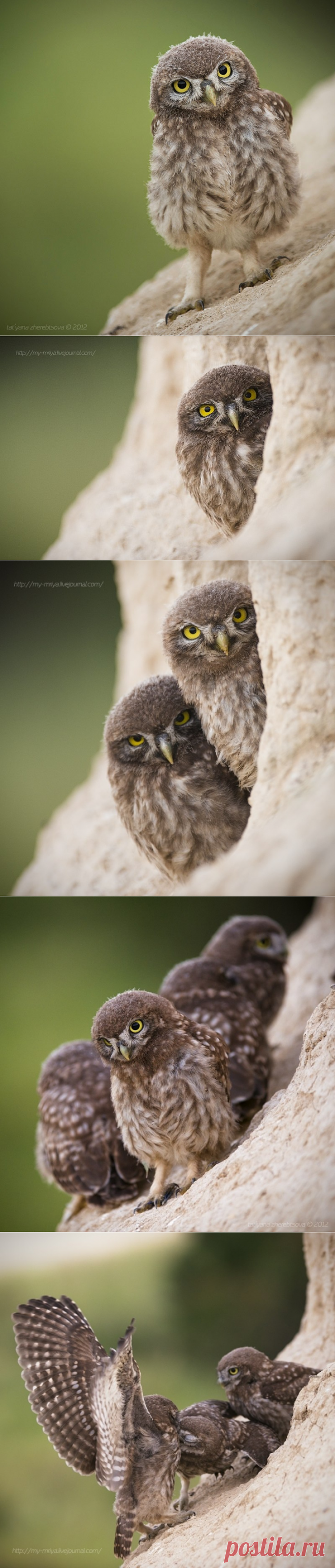 Семейство очаровательных сычиков (фото) — Наука и жизнь