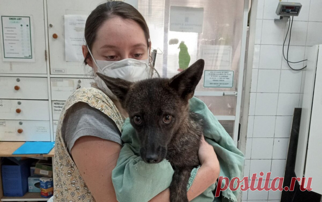 В течение веков люди наблюдали за удивительным разнообразием животного мира, но даже самые опытные ученые периодически сталкиваются с феноменами, которые удивляют и заставляют пересматривать устоявшиеся представления о природе. В 2021 году в Бразилии произошло такое уникальное событие, которое оставило за собой след в истории науки и природы — был обнаружен первый в мире подтвержденный случай гибридизации между лисой и собакой. Этот гибрид, получивший прозвище "собаколиса", стал объект