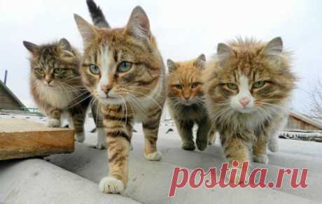 Дети, о которых заботились животные
