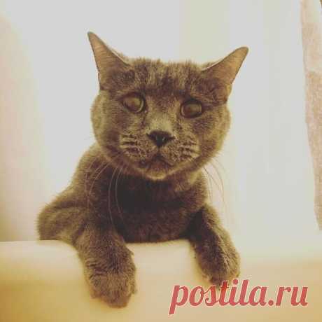 Коты, которые слышать ничего не хотели о вашем личном пространстве
