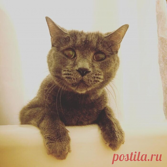 Коты, которые слышать ничего не хотели о вашем личном пространстве