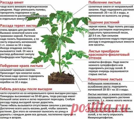 Очень полезная табличка, которая поможет правильно и вовремя ухаживать за растениями. Если некоторые нюансы замечать на растениях то можно вовремя распознать болезнь и вылечить своё растение.