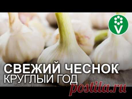 ЧЕСНОК ХРАНИТСЯ КРУГЛЫЙ ГОД, НЕ СОХНЕТ И НЕ ГНИЕТ, если сделать так